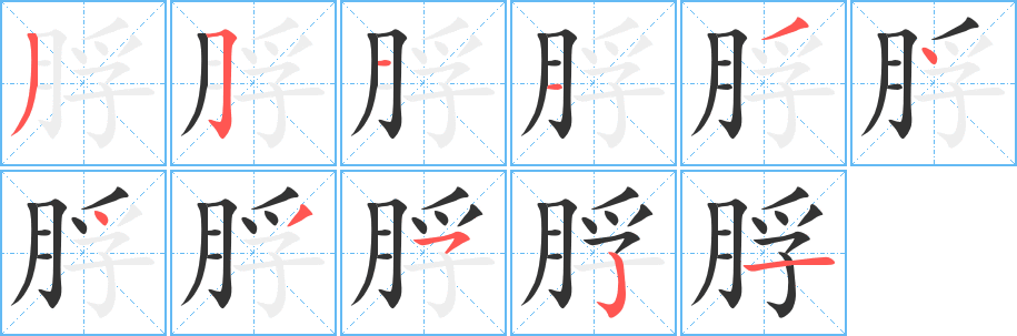 脬的筆順筆畫(huà)